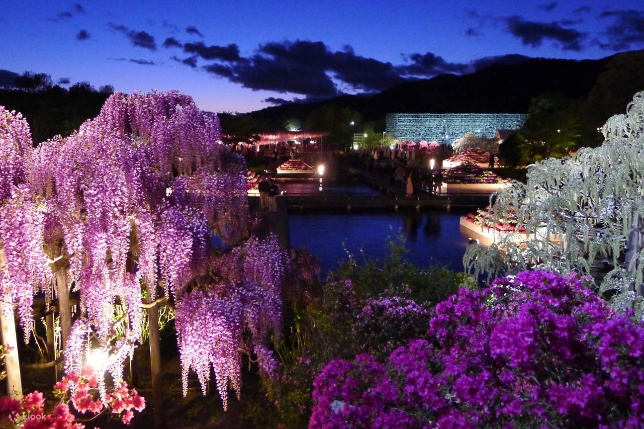 Ibaraki｜National Hitachi Seaside Park Pink Butterfly & Ashikaga